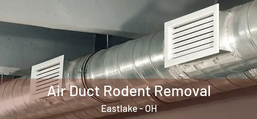  Air Duct Rodent Removal Eastlake - OH